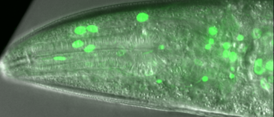 EEL-1::GFP expresses in the pharynx nuclei