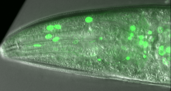 EEL-1::GFP expresses in the pharynx nuclei