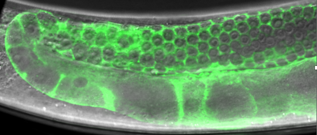 FANS-1::GFP expresses in germline and gonad
