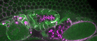 GEX-3::GFP colocalizes with mScarlet::PEZO-1