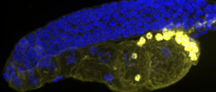 FLARE staining of germline and spermatheca