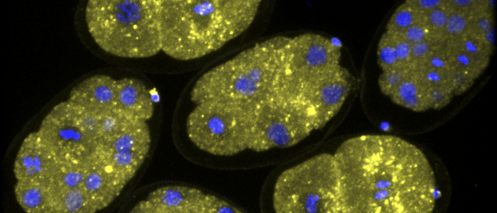 FLARE staining of early embryos