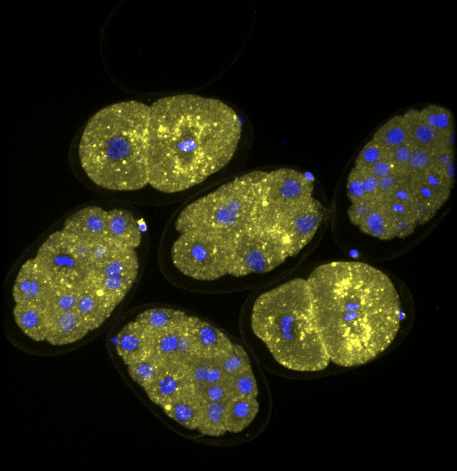 FLARE staining of early embryos